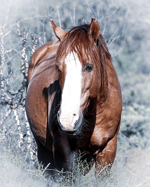 Wild Horse Vignette